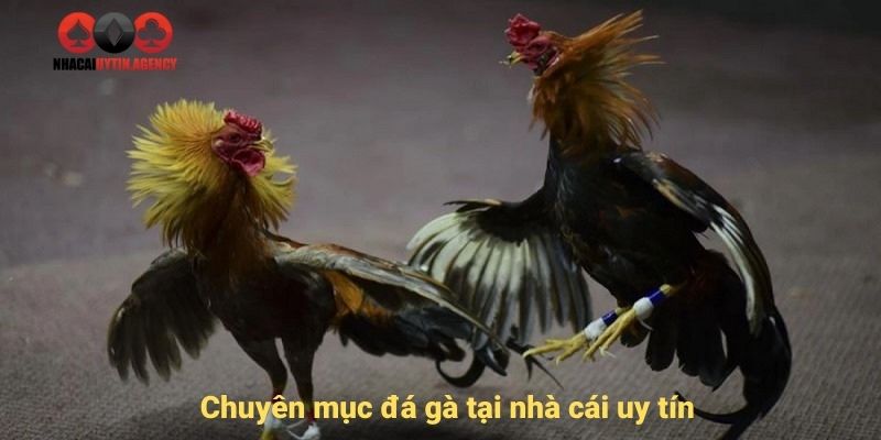 chuyên mục đá gà tại nhà cái uy tín