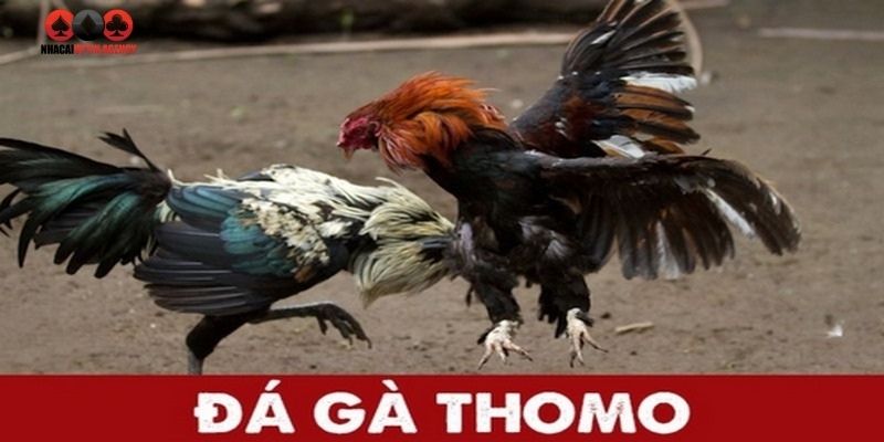 Tham gia đá gà Thomo